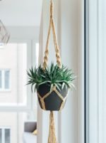 Hanging Plant